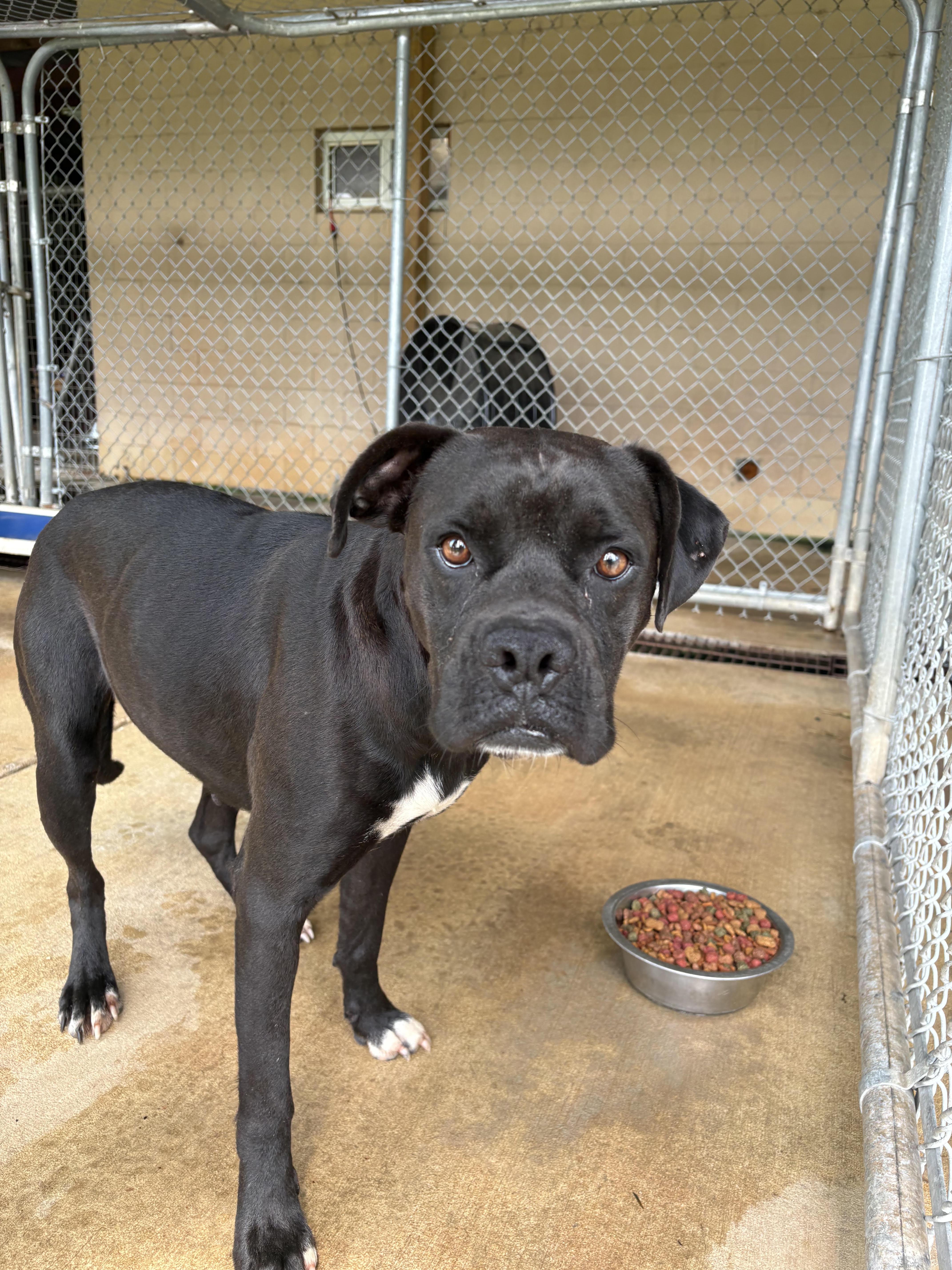 Enlarge Gypsy, a Adoptable mixed breed in Monticello, GA image 2/4