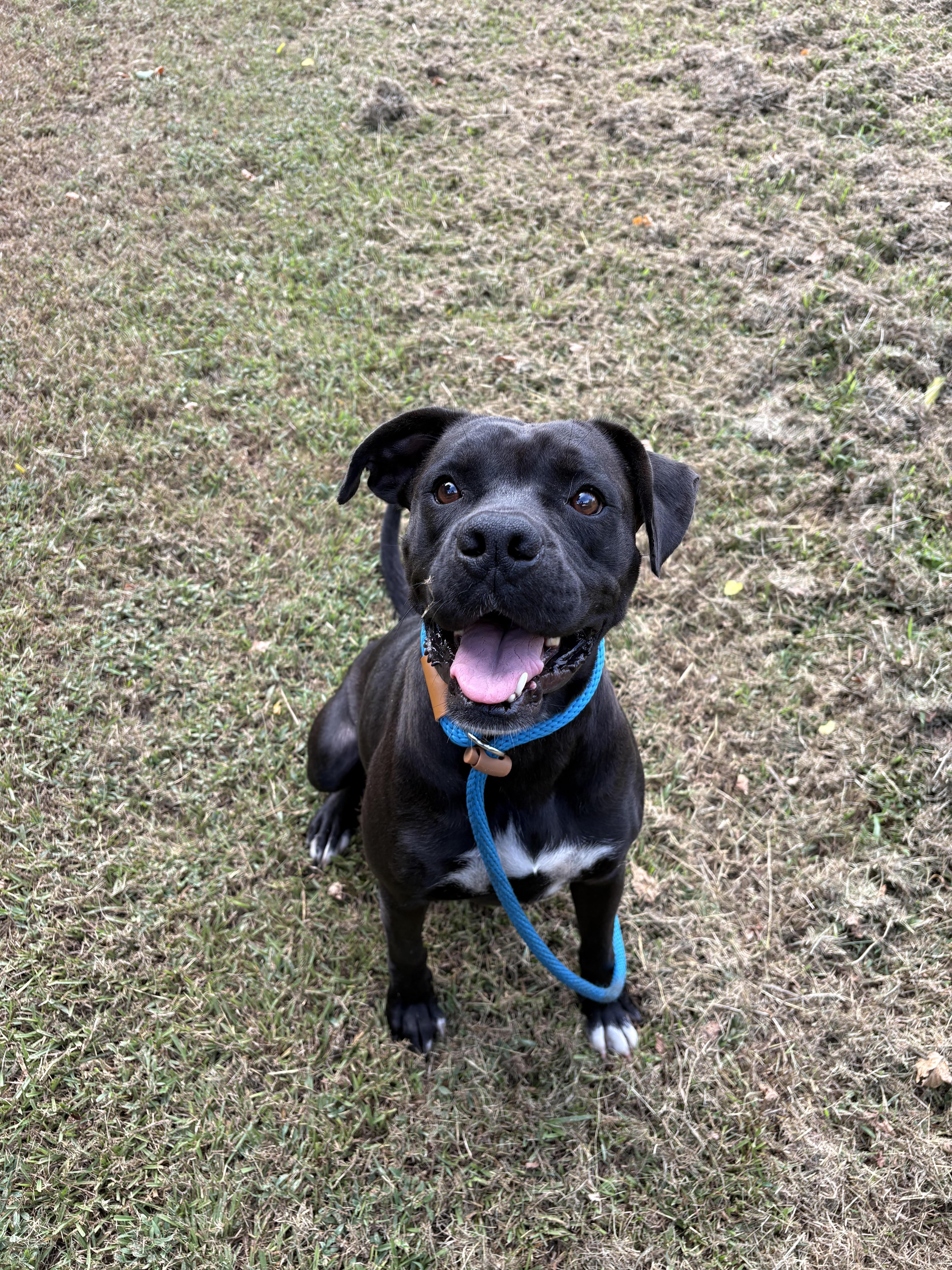 Gypsy, Adoptable, Young Female Boxer & Black Labrador Retriever.