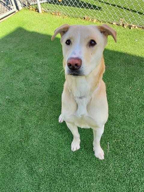GLEN, Adoptable, Young Female Labrador Retriever.