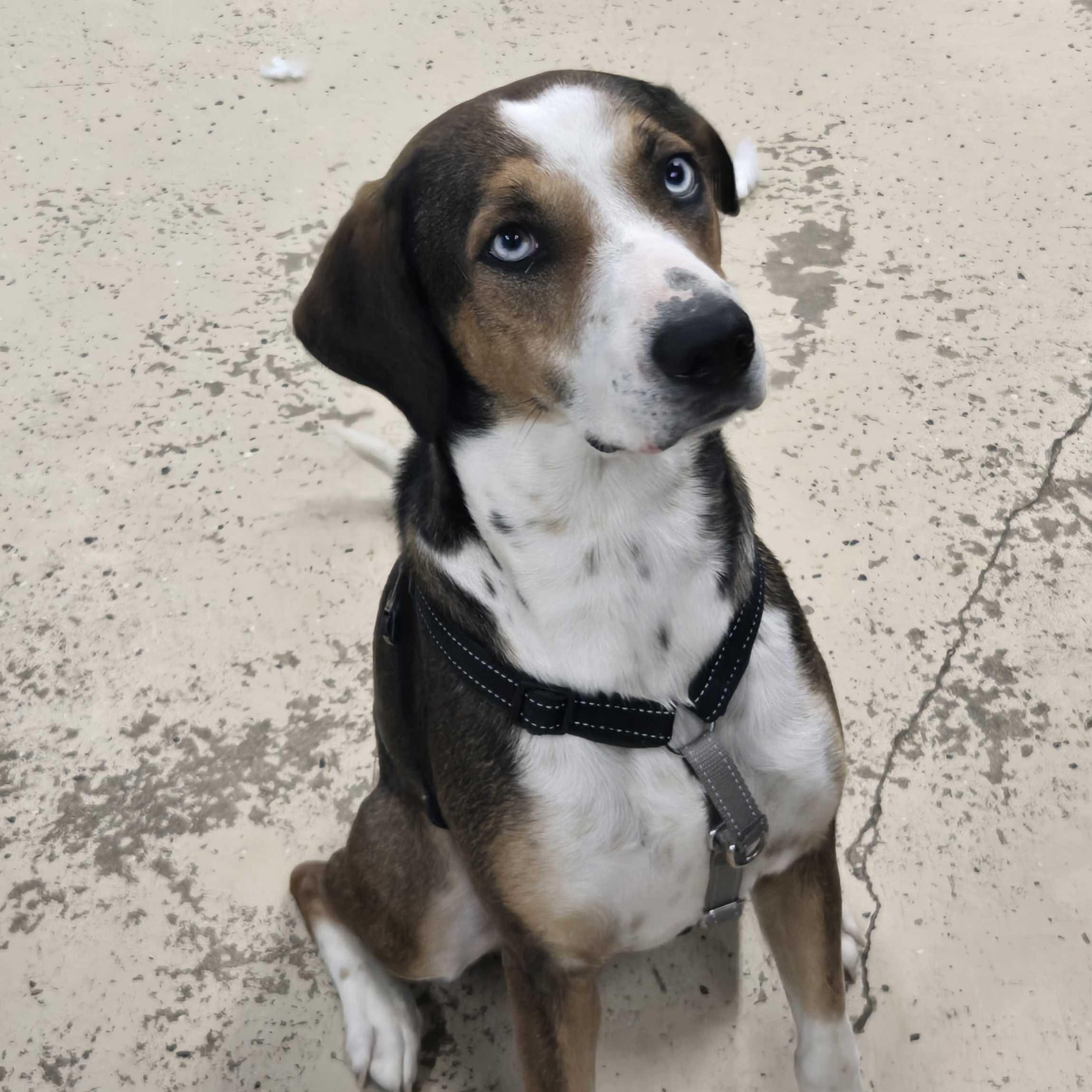 Begonia, adopted, Young Female Coonhound.