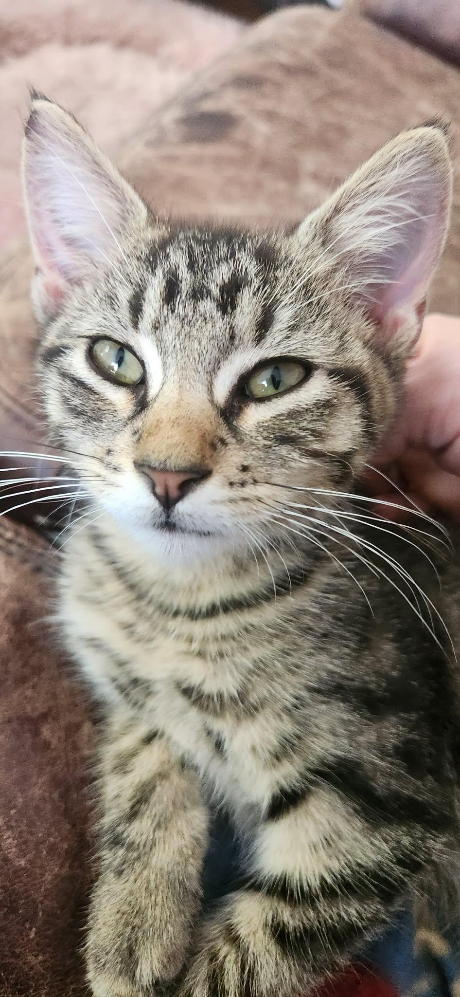 Enlarge Jack, a Adoptable Domestic Short Hair in Mexico, MO image 2/5