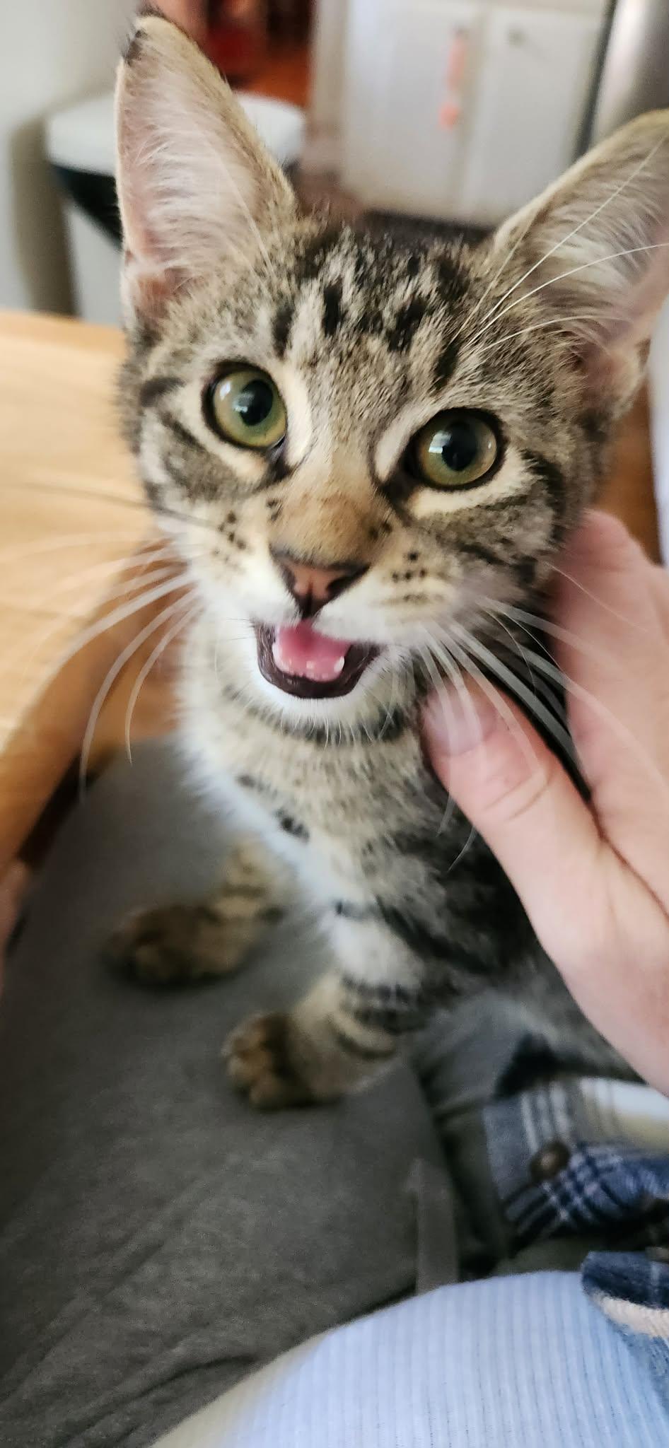 Enlarge Jack, a Adoptable Domestic Short Hair in Mexico, MO image 3/5