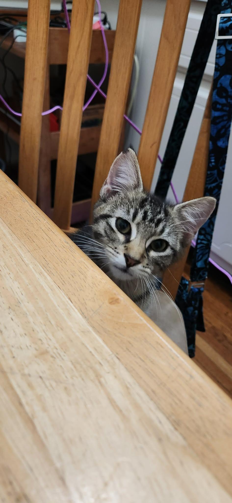 Enlarge Jack, a Adoptable Domestic Short Hair in Mexico, MO image 5/5