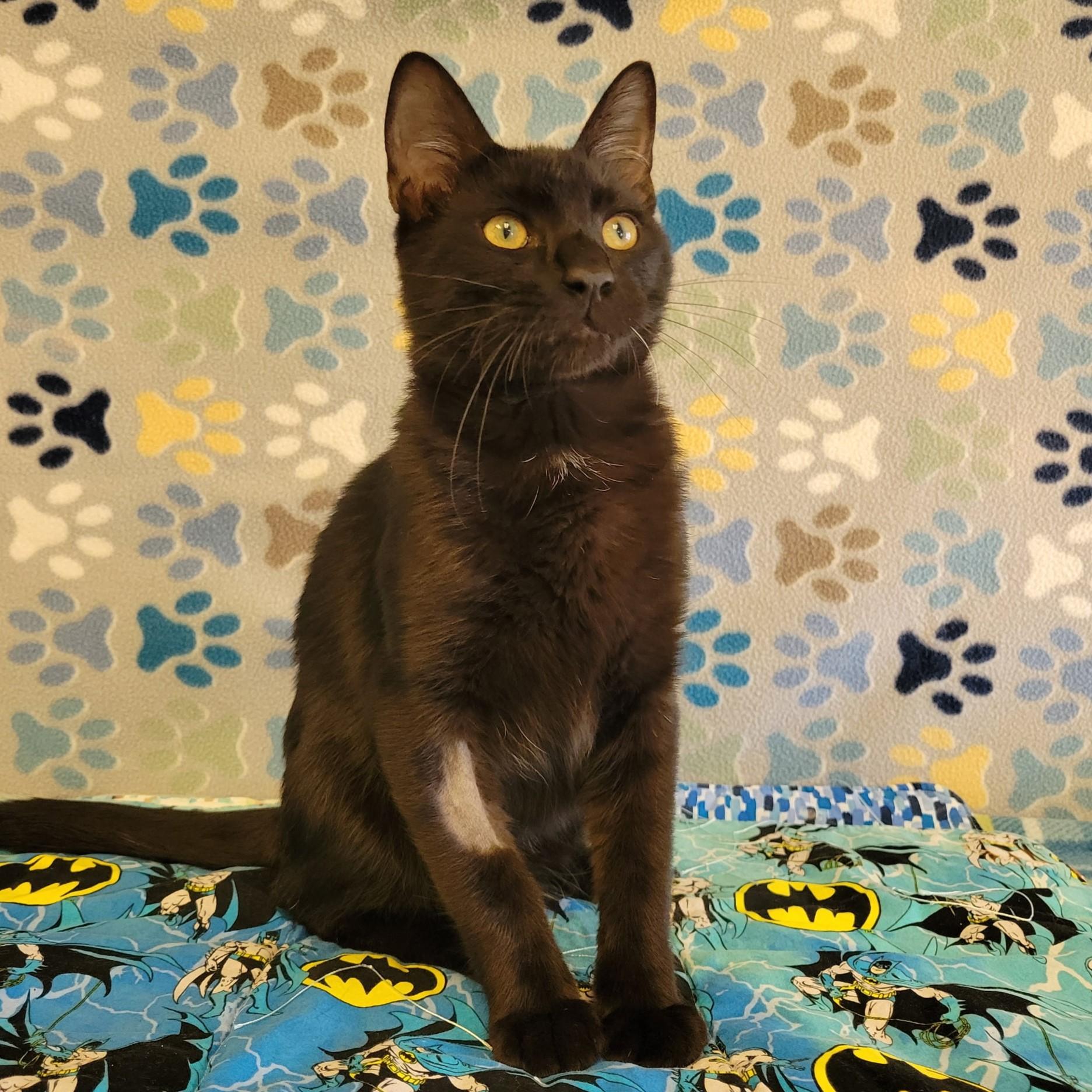 Wesley, Adopted, Young Male Domestic Short Hair.