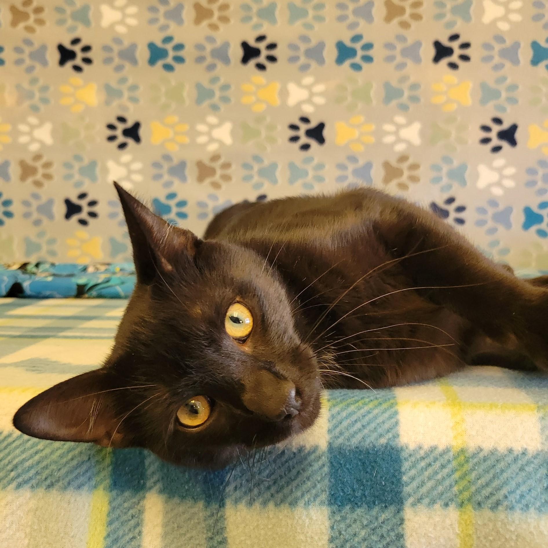 Enlarge Wesley, a Adopted mixed breed in ALPINE, TX image 2/5