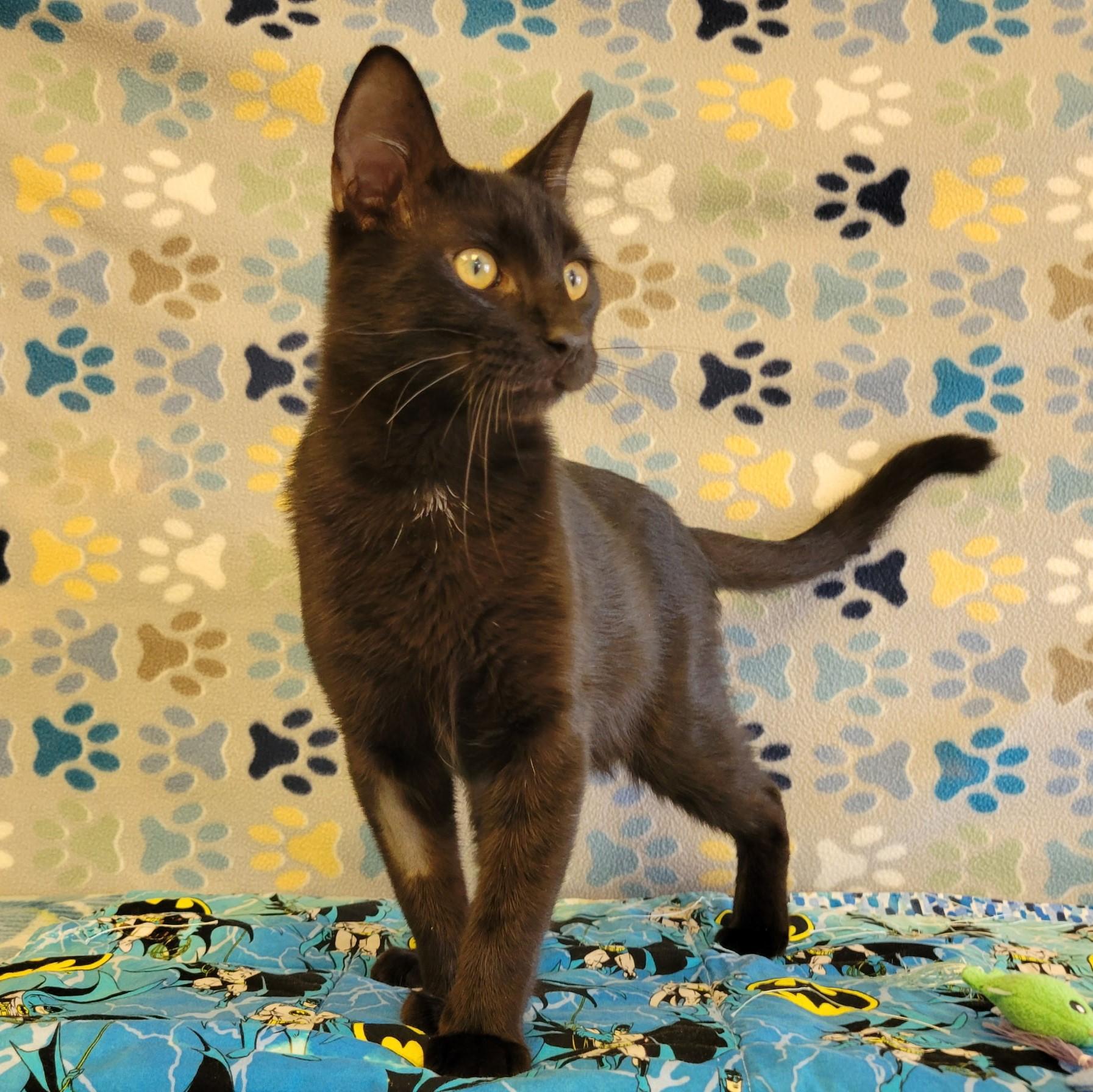 Enlarge Wesley, a Adopted mixed breed in ALPINE, TX image 4/5