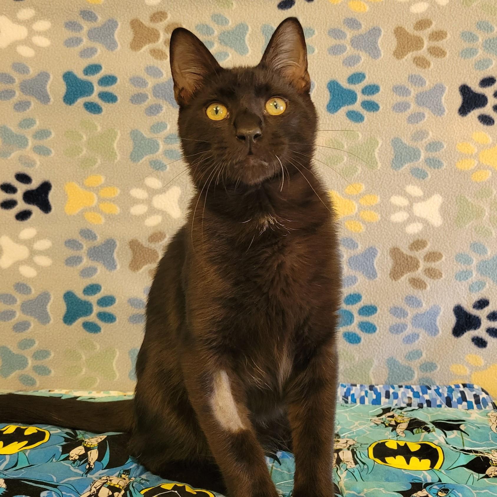 Enlarge Wesley, a Adopted mixed breed in ALPINE, TX image 5/5