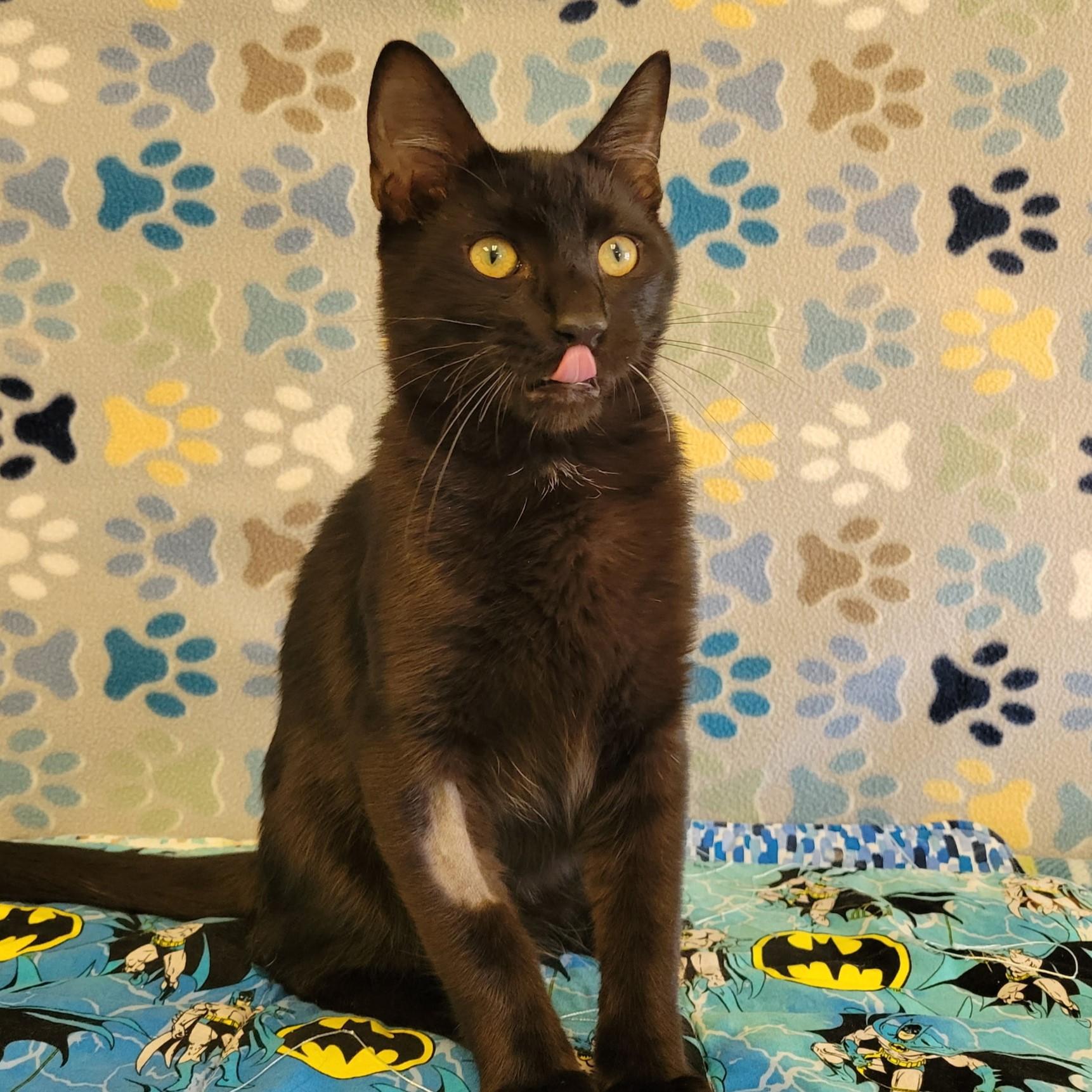 Enlarge Wesley, a Adopted mixed breed in ALPINE, TX image 3/5