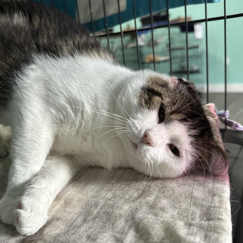 Cornbread, a Adoptable Domestic Short Hair in Marion, VA image 1/5