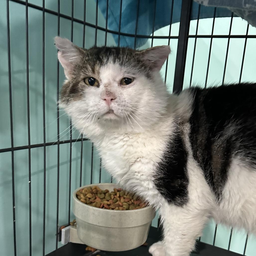 Cornbread, a Adoptable Domestic Short Hair in Marion, VA image 2/5