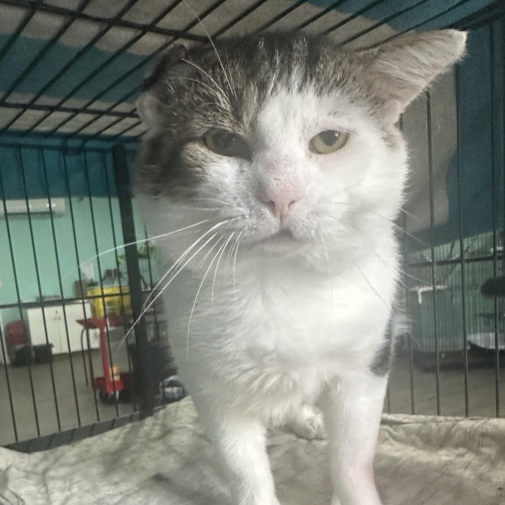 Cornbread, a Adoptable Domestic Short Hair in Marion, VA image 3/5