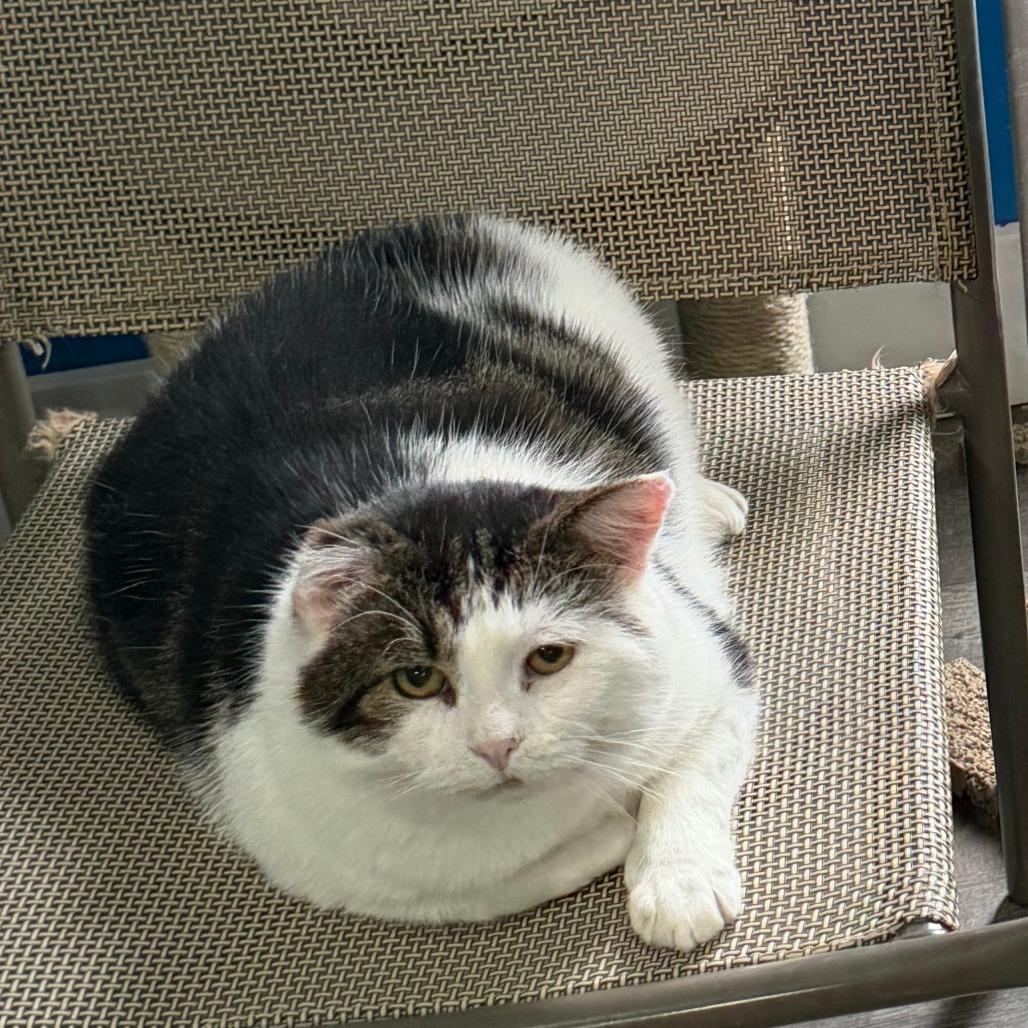 Cornbread, a Adoptable Domestic Short Hair in Marion, VA image 4/5