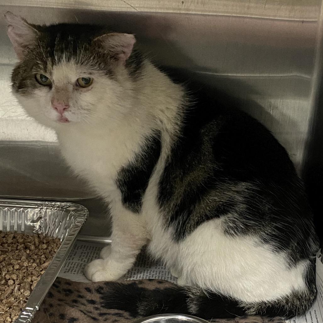 Cornbread, a Adoptable Domestic Short Hair in Marion, VA image 5/5