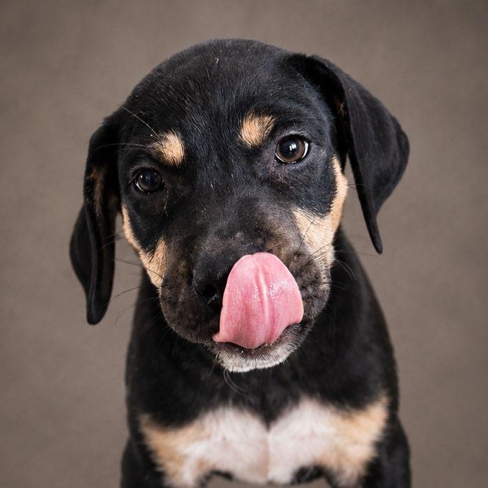 FENDY (out of town), an adopted mixed breed in New York, NY image 1/2