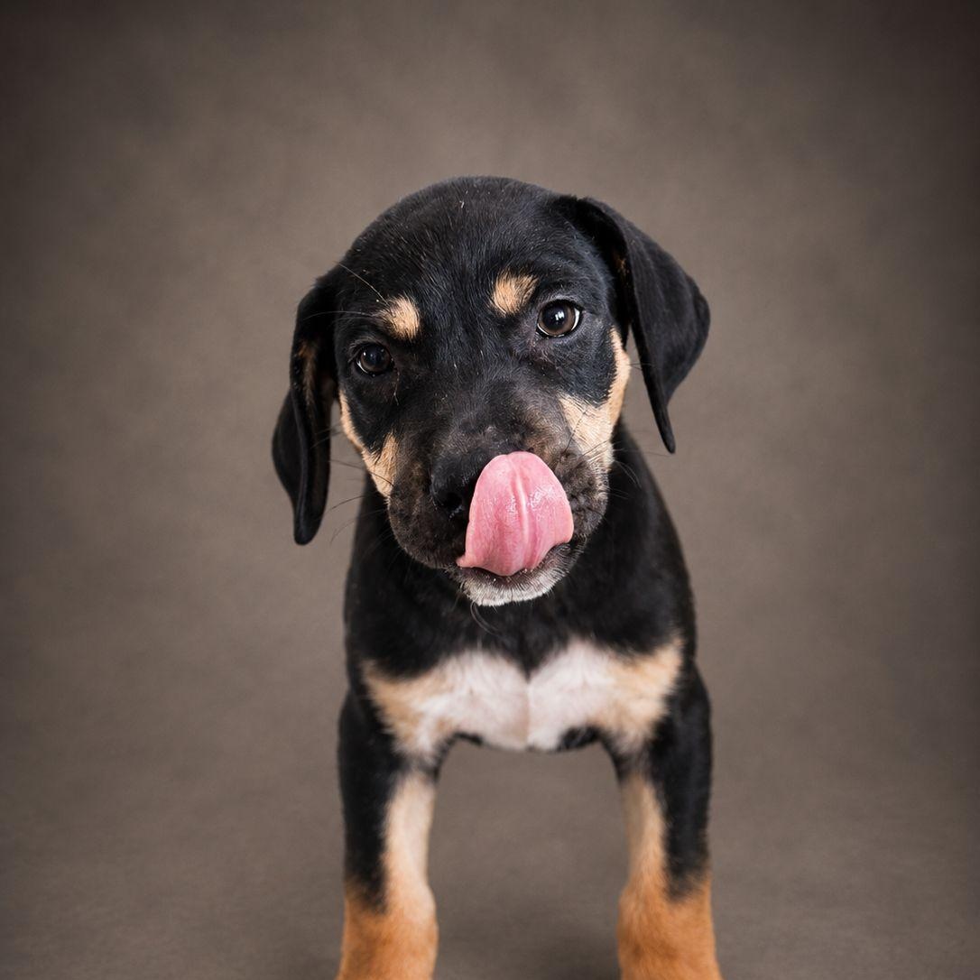FENDY (out of town), an adopted mixed breed in New York, NY image 2/2