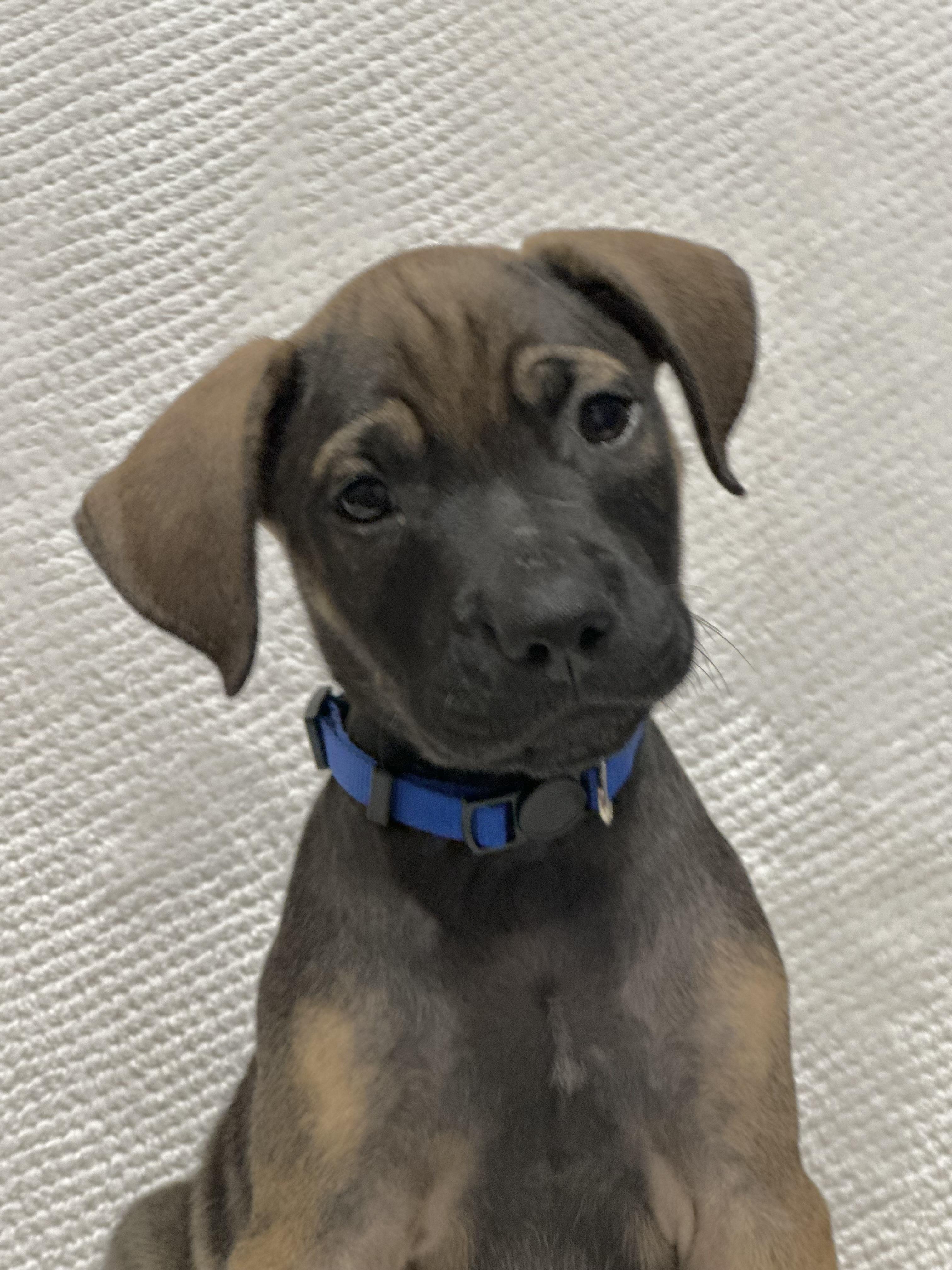 Enlarge Theodore, a ADOPTABLE mixed breed in Walker, LA image 4/5