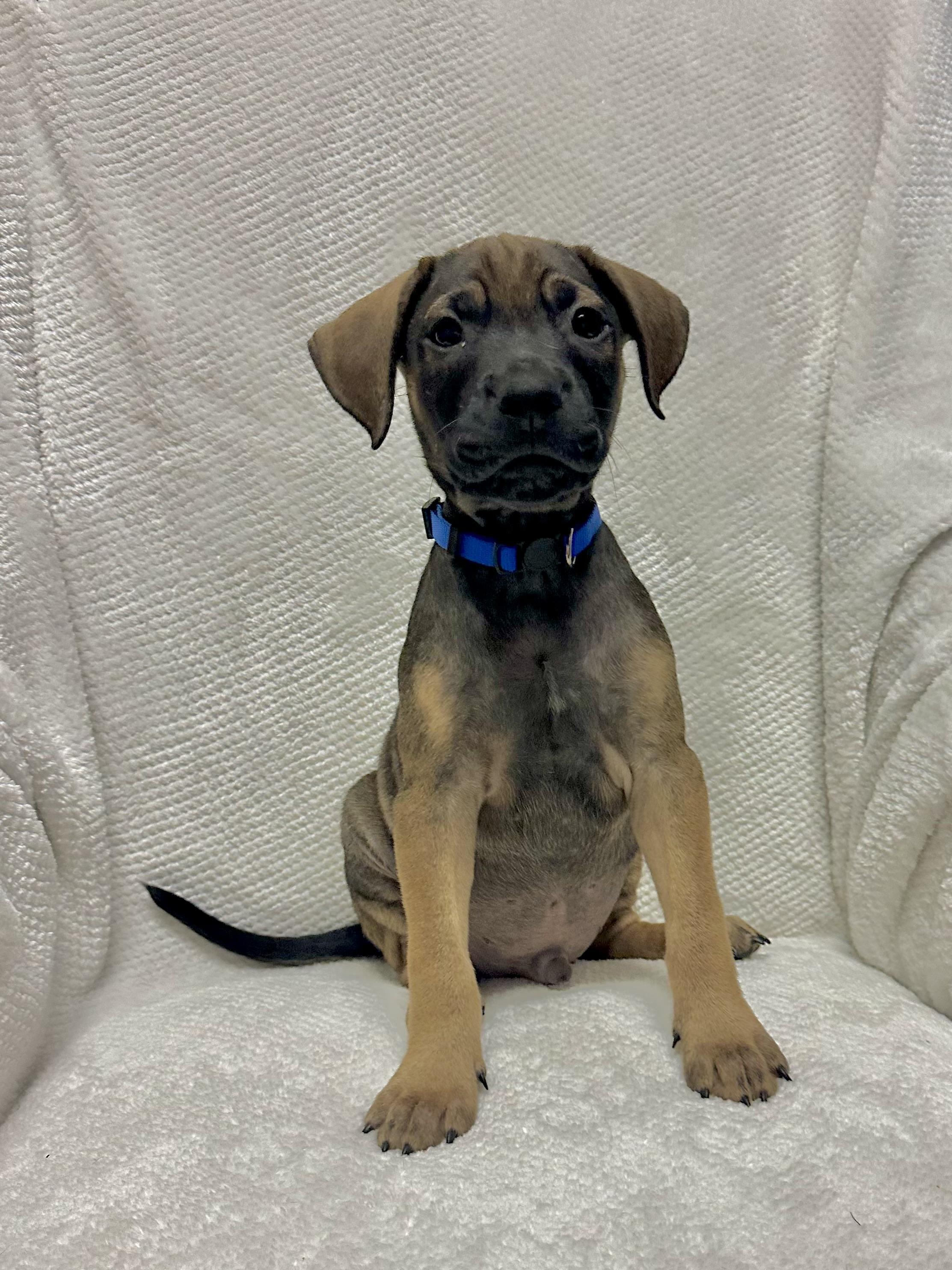 Enlarge Theodore, a ADOPTABLE mixed breed in Walker, LA image 3/5
