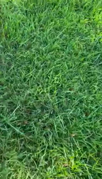 Enlarge Theodore, a ADOPTABLE mixed breed in Walker, LA video 2/5