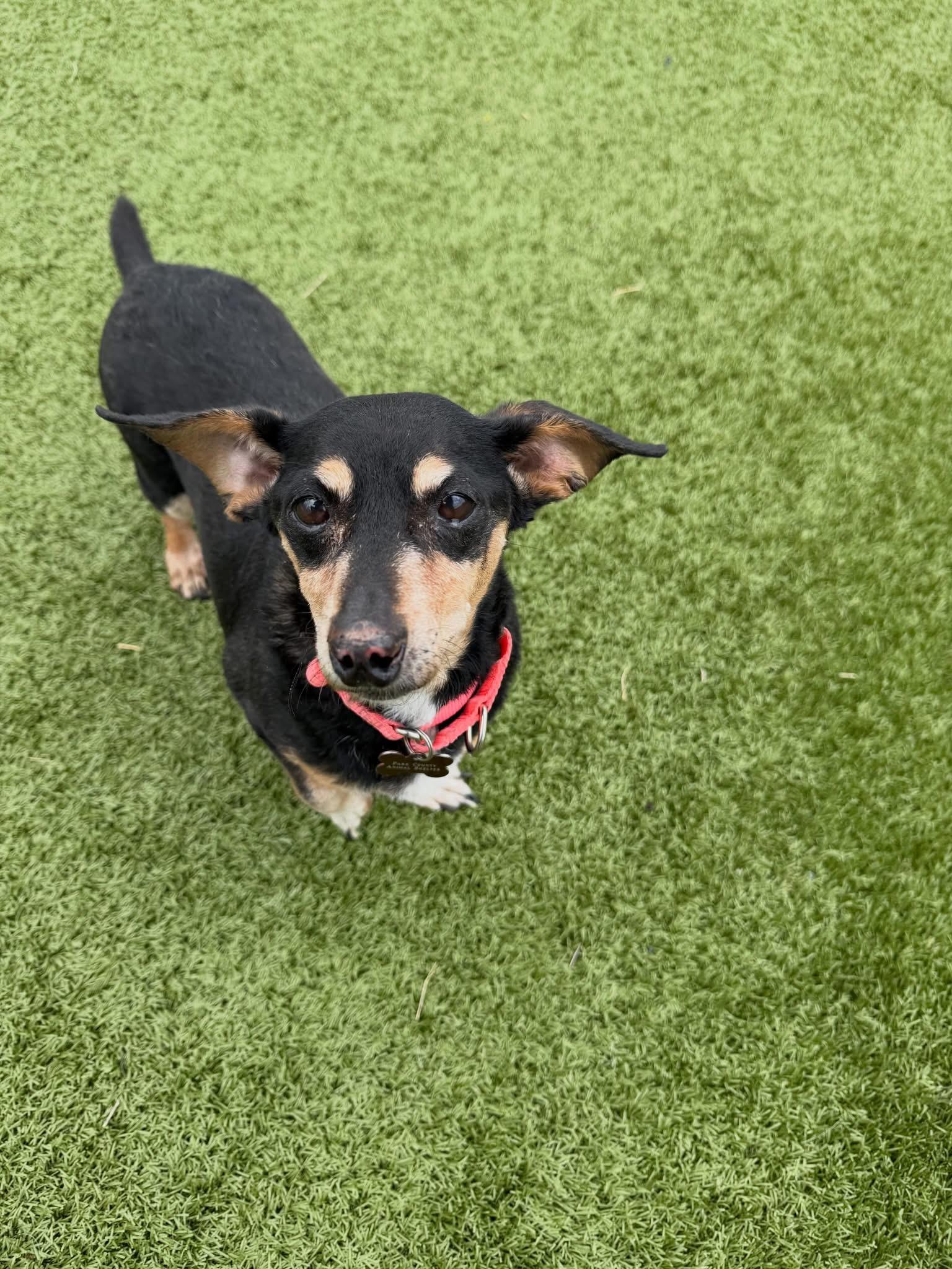 Steve & Irwin, Adoptable, Senior Male Mixed Breed.
