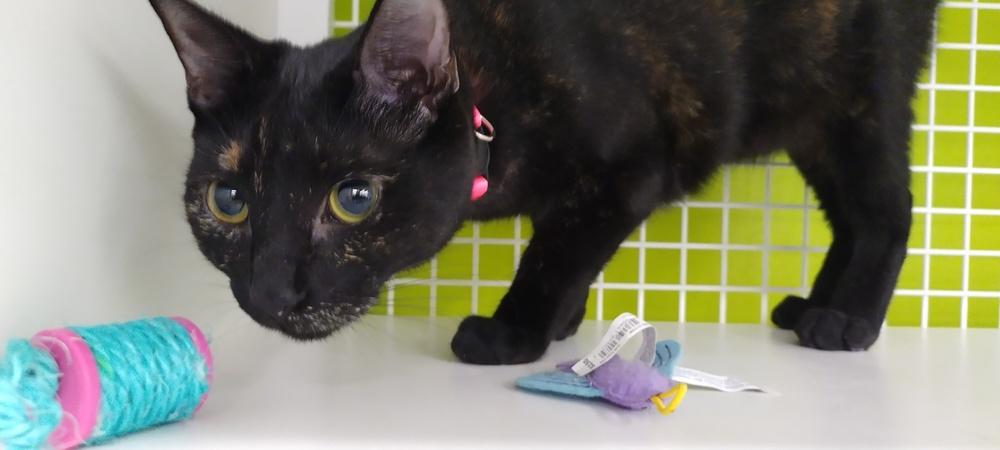 Tangina 5787, Adoptable, Adult Female Domestic Short Hair.