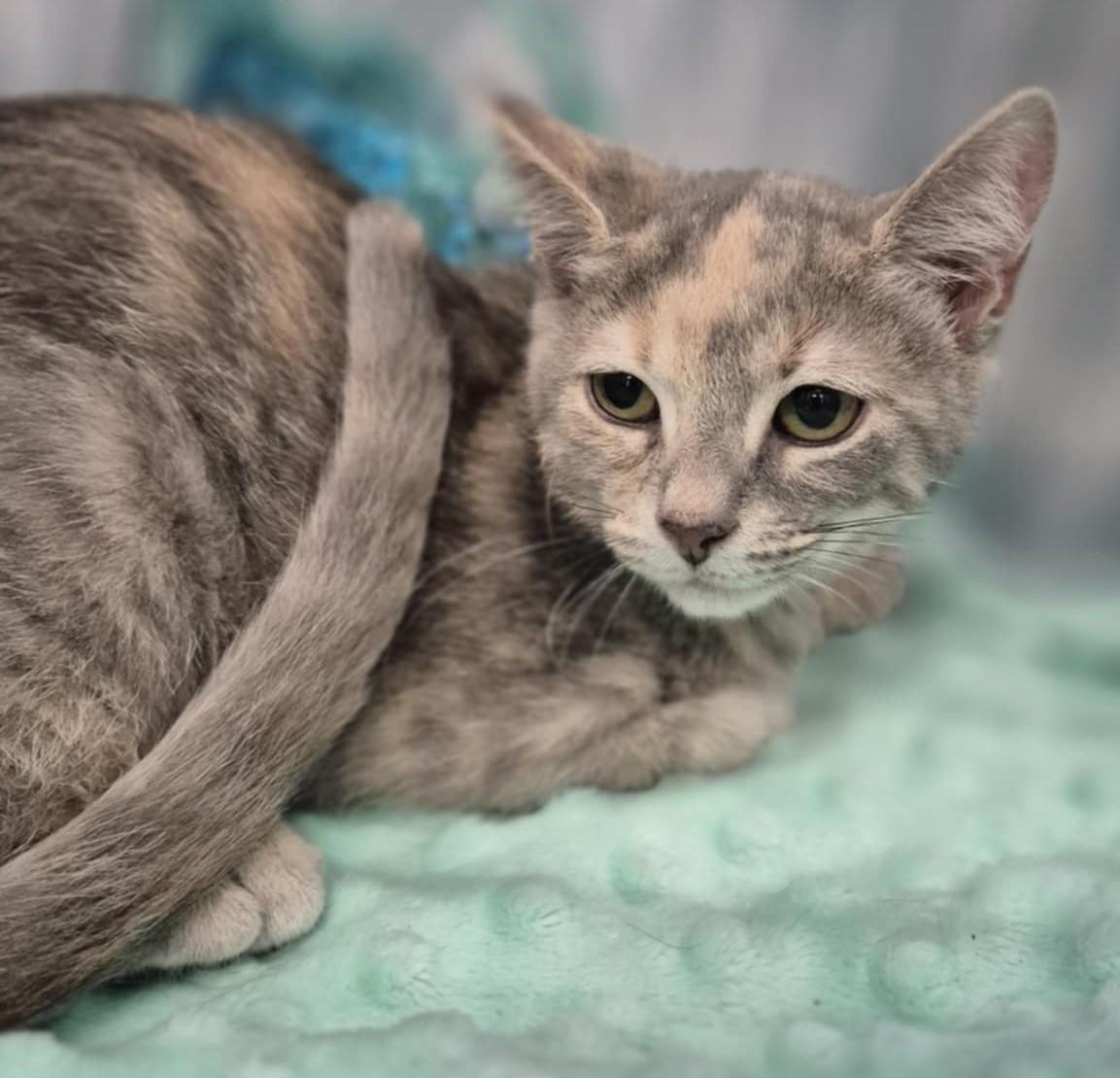 Enlarge Pinky, a Adoptable Domestic Short Hair in Ocean Springs, MS image 3/3