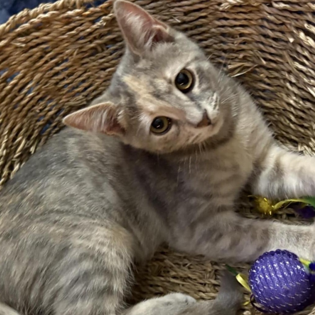 Pinky, a Adoptable Domestic Short Hair in Ocean Springs, MS image 4/4