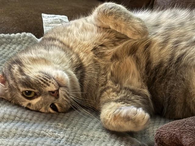 Pinky, a Adoptable Domestic Short Hair in Ocean Springs, MS image 1/4