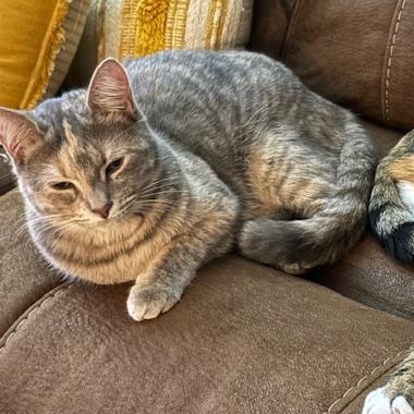 Pinky, a Adoptable Domestic Short Hair in Ocean Springs, MS image 4/4