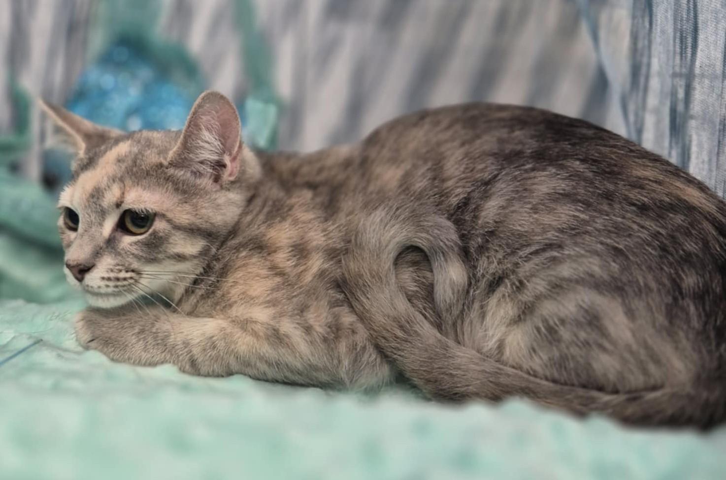 Pinky, Adoptable, Kitten Female Domestic Short Hair.