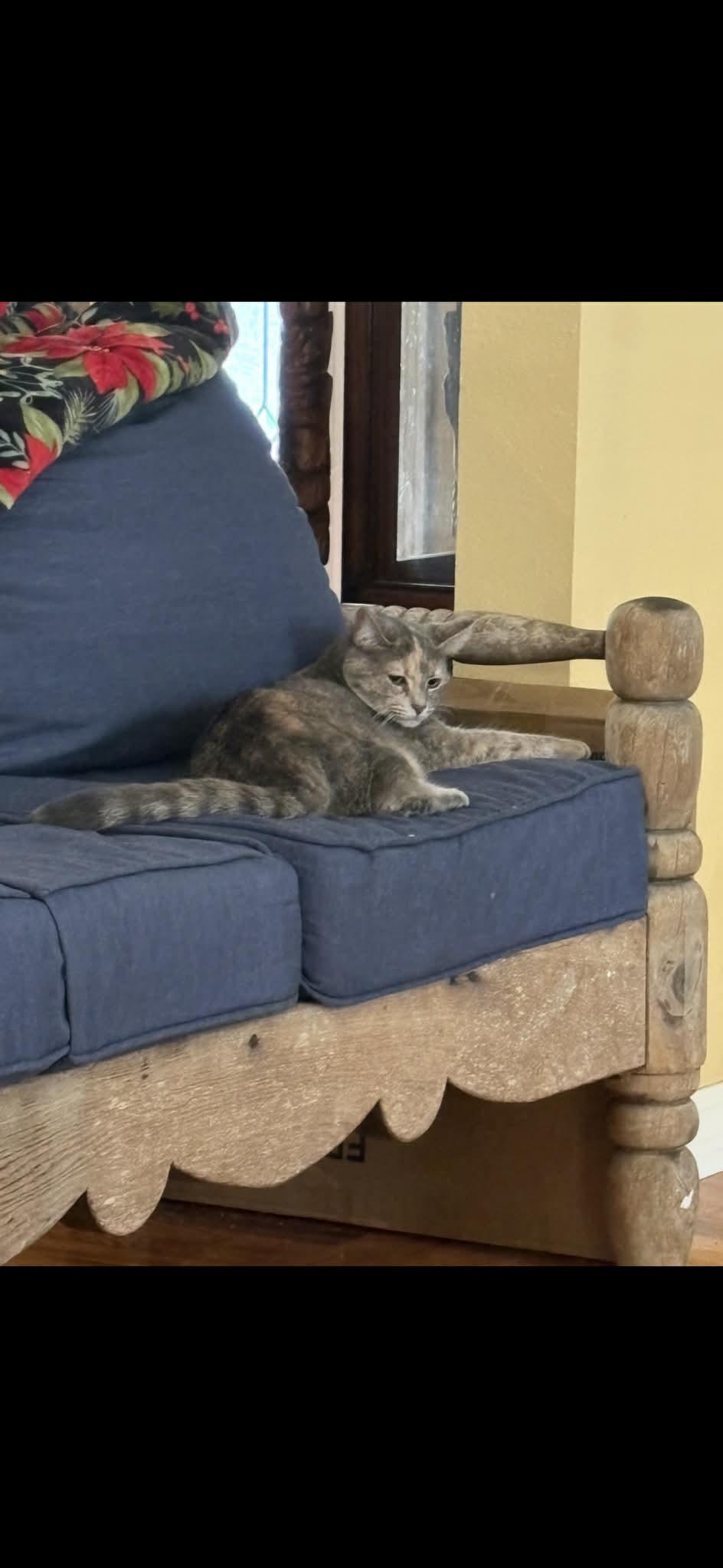 Enlarge Pinky, a Adoptable Domestic Short Hair in Ocean Springs, MS image 2/3