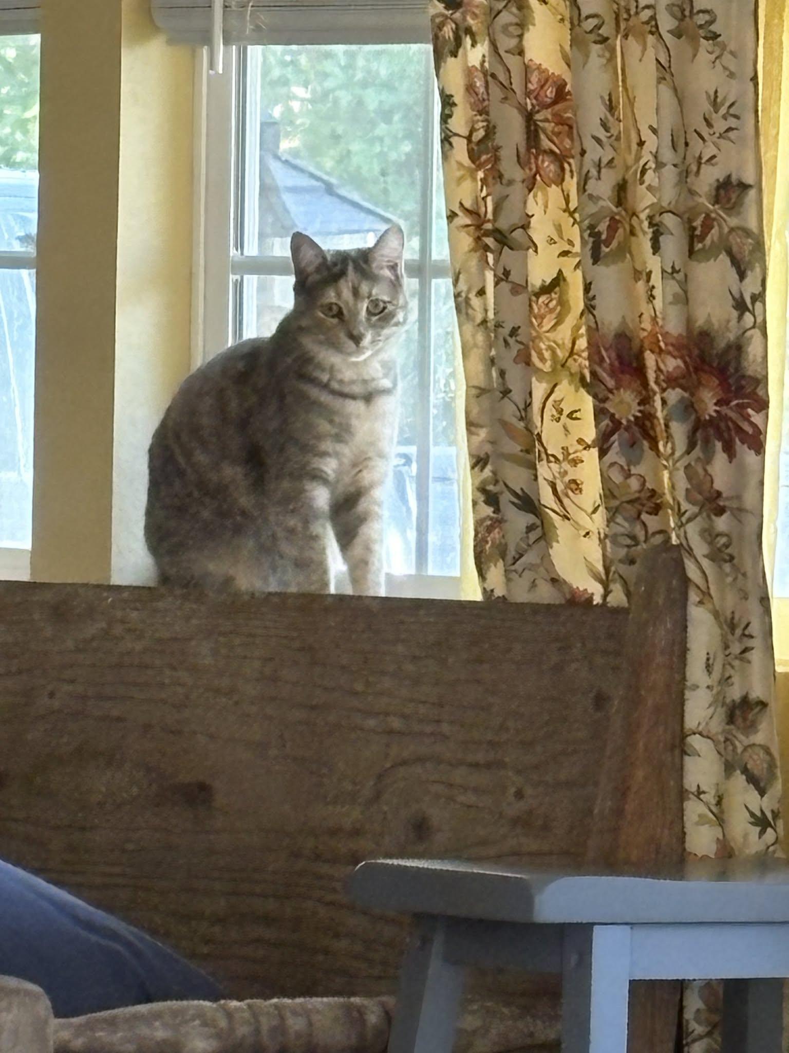 Enlarge Pinky, a Adoptable Domestic Short Hair in Ocean Springs, MS image 1/3