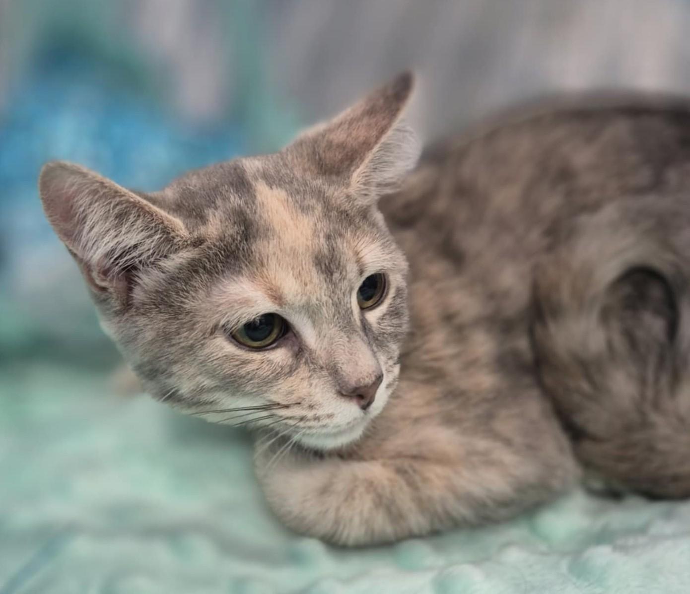 Pinky, a Adoptable Domestic Short Hair in Ocean Springs, MS image 2/4