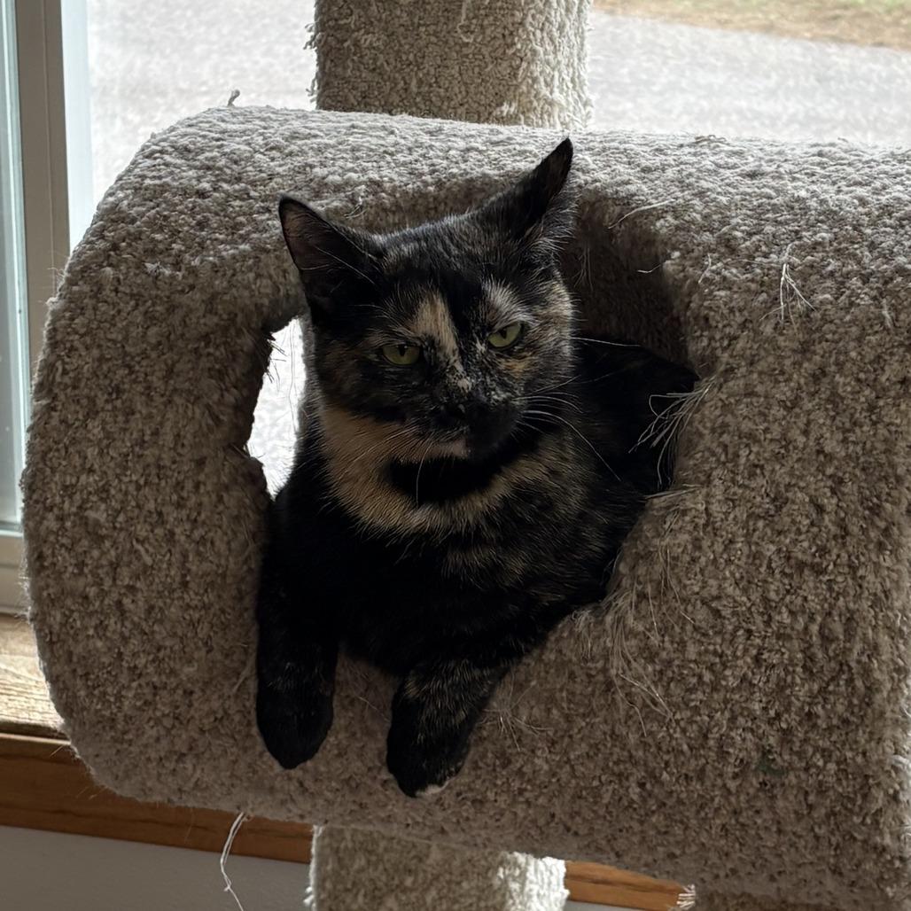 Tawny C25-060, Adoptable, Young Female Domestic Short Hair.
