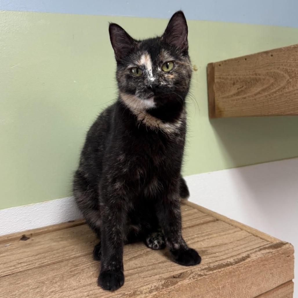 Tawny C25-060, a Adoptable Domestic Short Hair in Elbow Lake, MN image 2/3