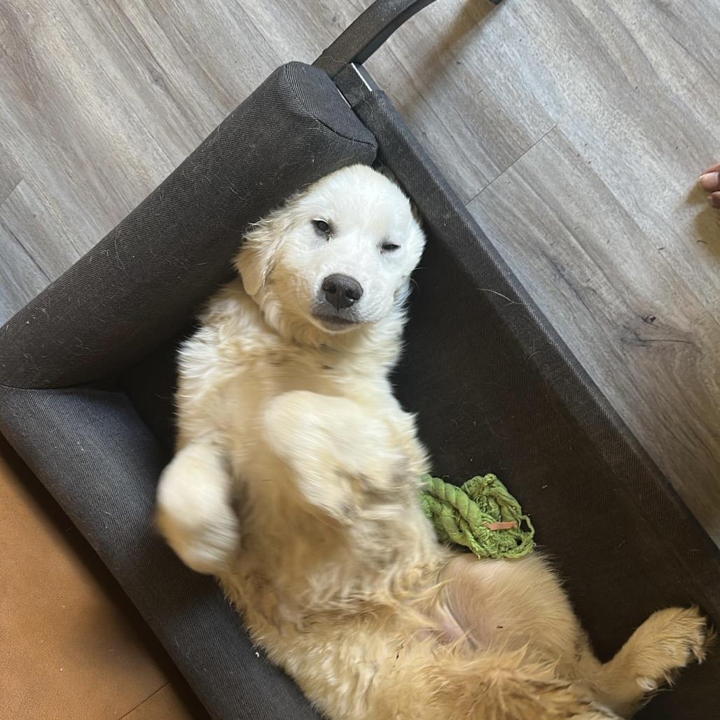 Howie, Adoptable, Young Male Great Pyrenees.