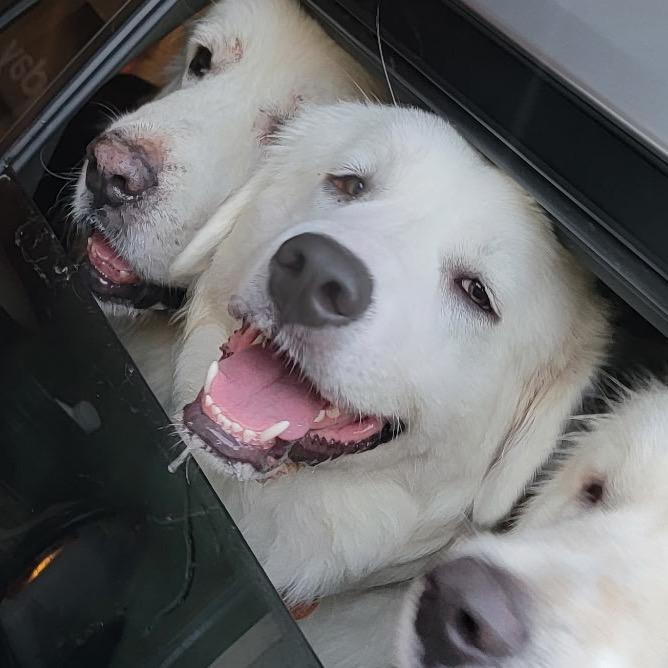 Enlarge Howie, a Adoptable Great Pyrenees in Columbia, MO image 2/5