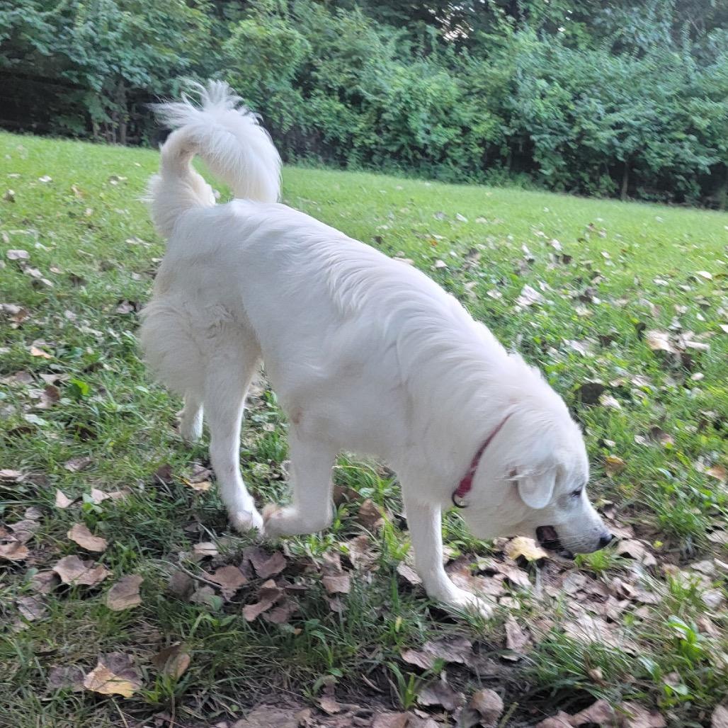 Enlarge Howie, a Adoptable Great Pyrenees in Columbia, MO image 3/5