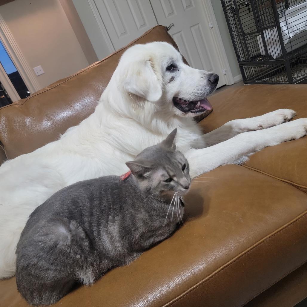 Enlarge Howie, a Adoptable Great Pyrenees in Columbia, MO image 4/5