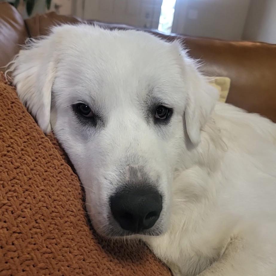 Howie, Adoptable, Young Male Great Pyrenees.