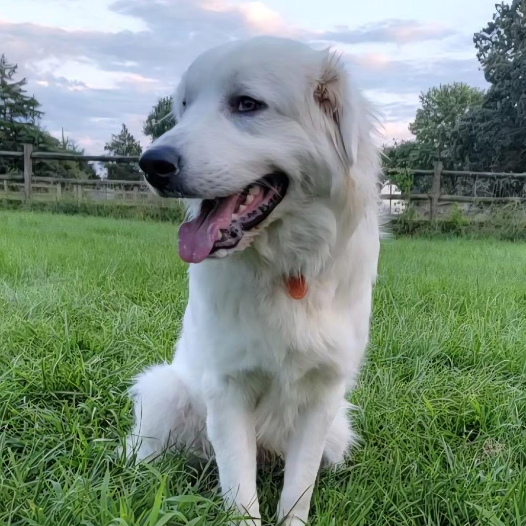 Enlarge Howie, a Adoptable Great Pyrenees in Columbia, MO image 5/5