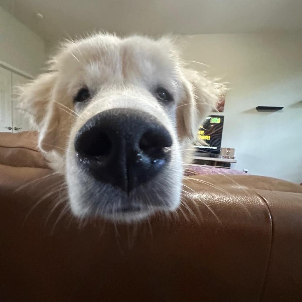 Enlarge Howie, a Adoptable Great Pyrenees in St. Clair, MO image 2/3