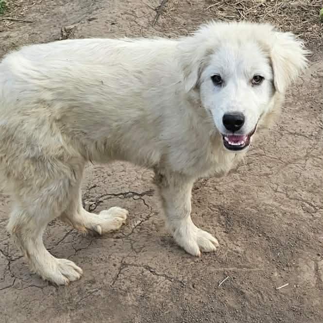 Howie, Adoptable, Puppy Male Great Pyrenees.