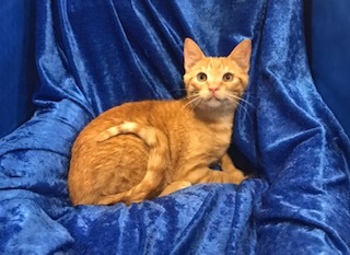 Enlarge Wheeler, a Adoptable Domestic Short Hair in Gainesville, FL image 3/3
