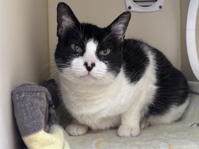 MOMMA, Adoptable, Adult Female Domestic Short Hair.