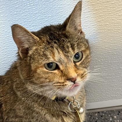 Enlarge Ginger, an adopted mixed breed in Lansing, MI image 1/1