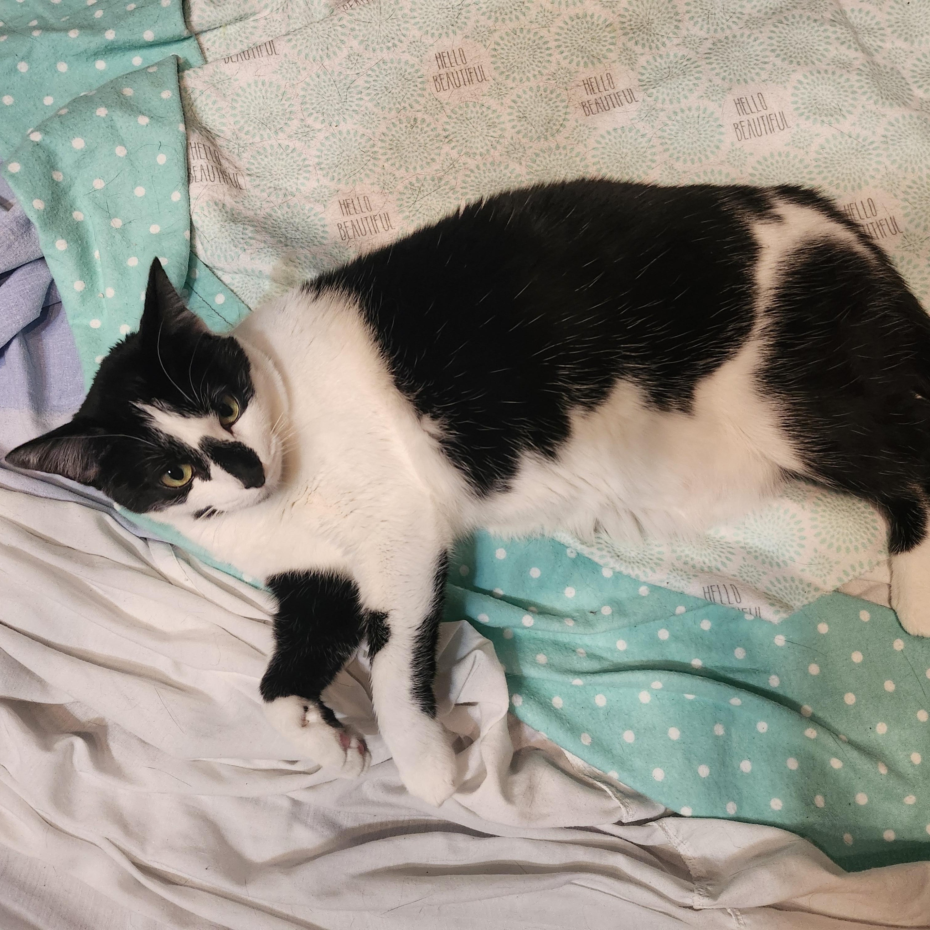 Enlarge Checkers, a Adoptable Domestic Short Hair in Oberlin, OH image 1/6