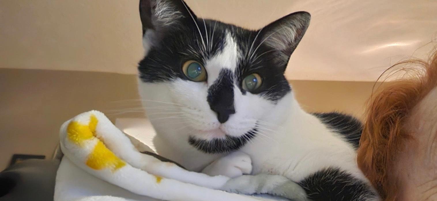 Checkers, Adoptable, Young Female Domestic Short Hair.