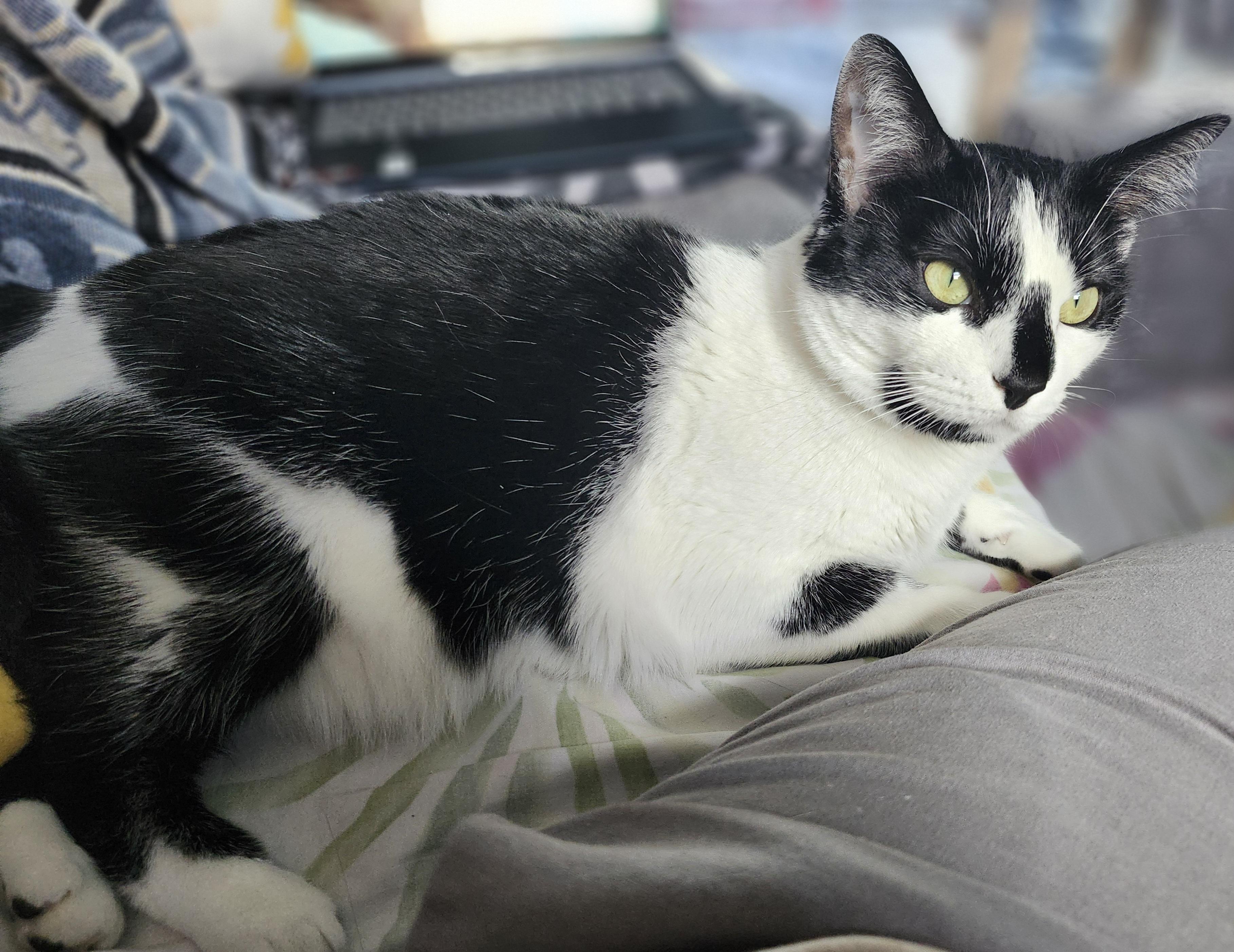 Enlarge Checkers, a Adoptable Domestic Short Hair in Oberlin, OH image 2/6