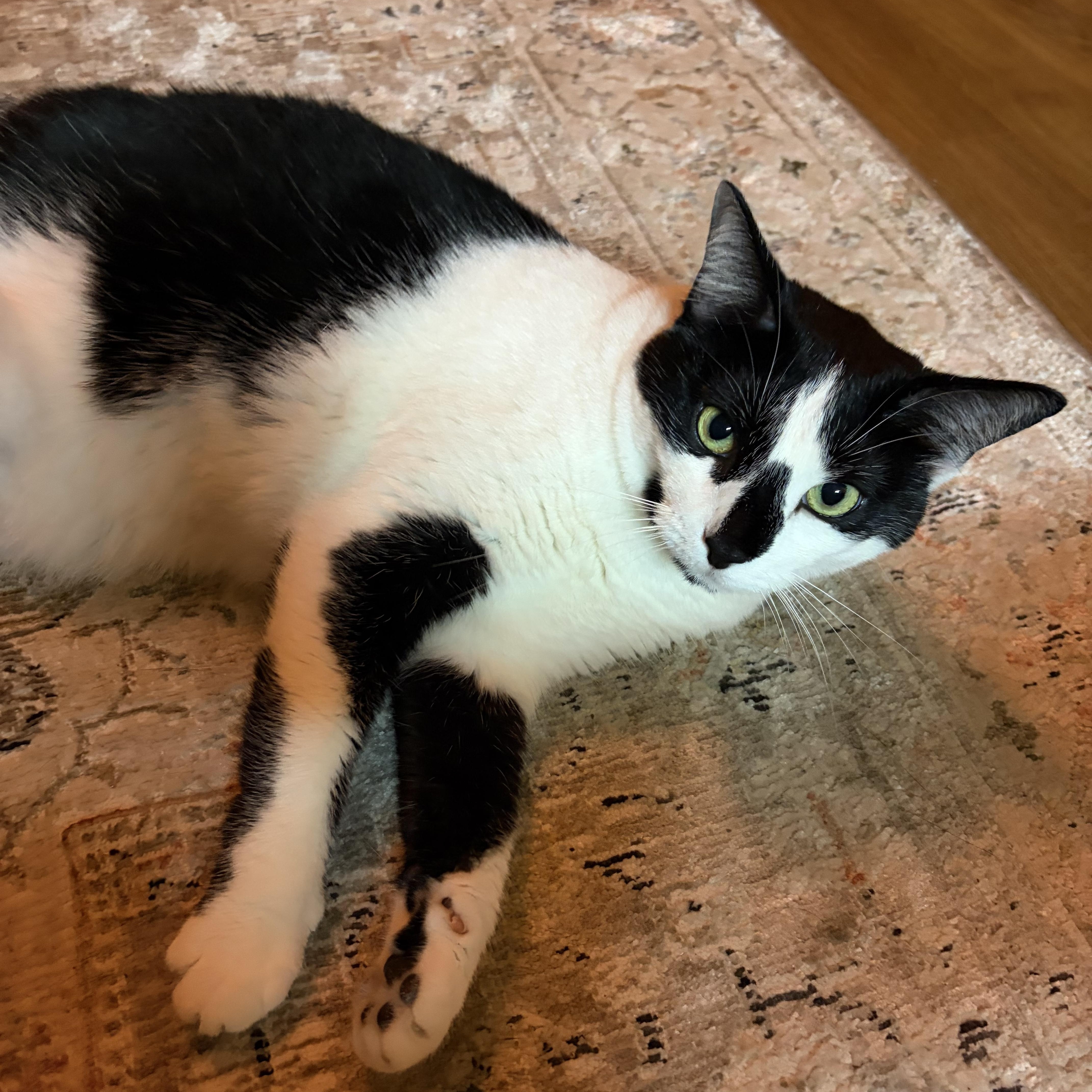 Enlarge Checkers, a Adoptable Domestic Short Hair in Oberlin, OH image 4/6