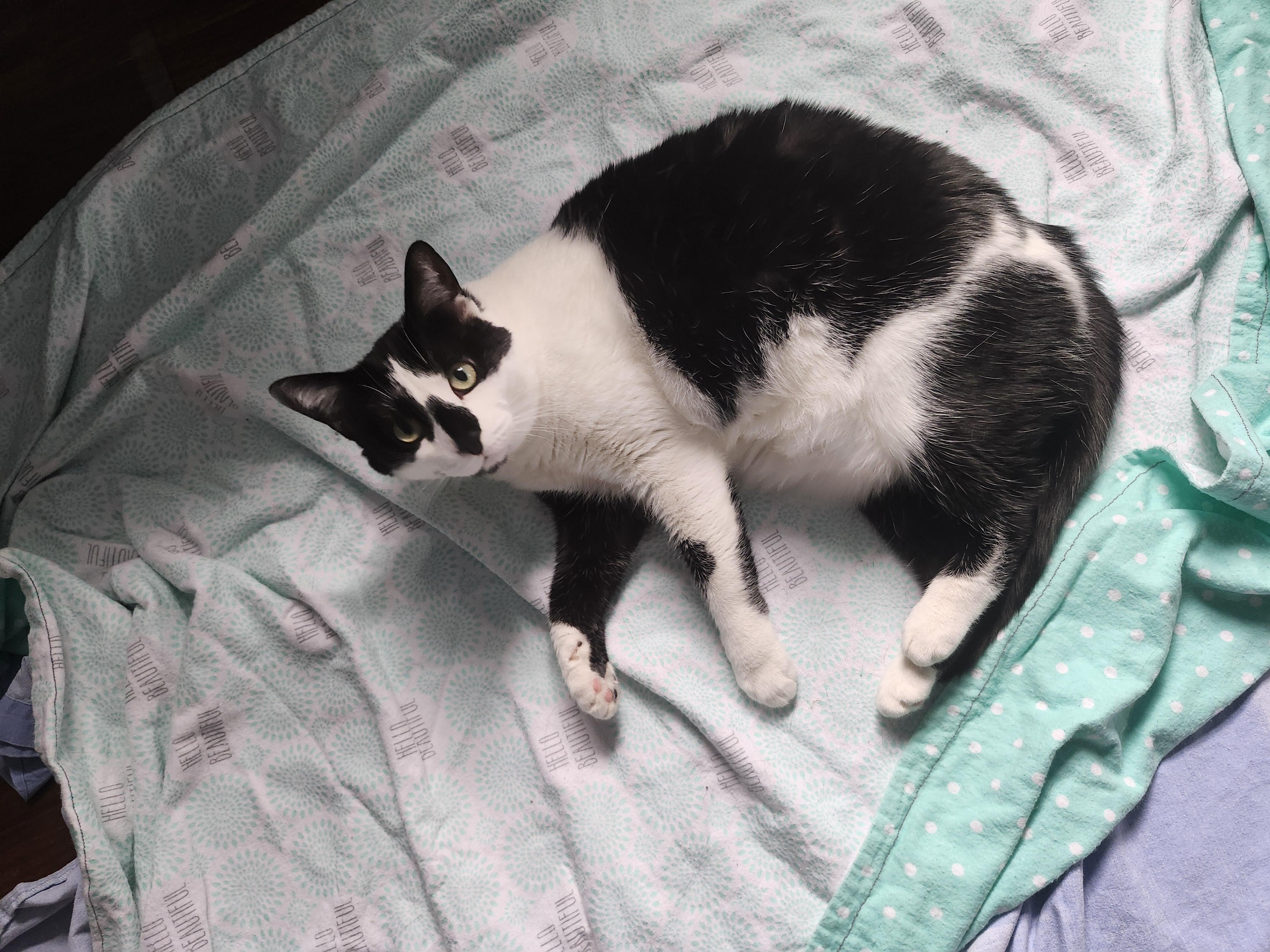 Enlarge Checkers, a Adoptable Domestic Short Hair in Oberlin, OH image 3/6